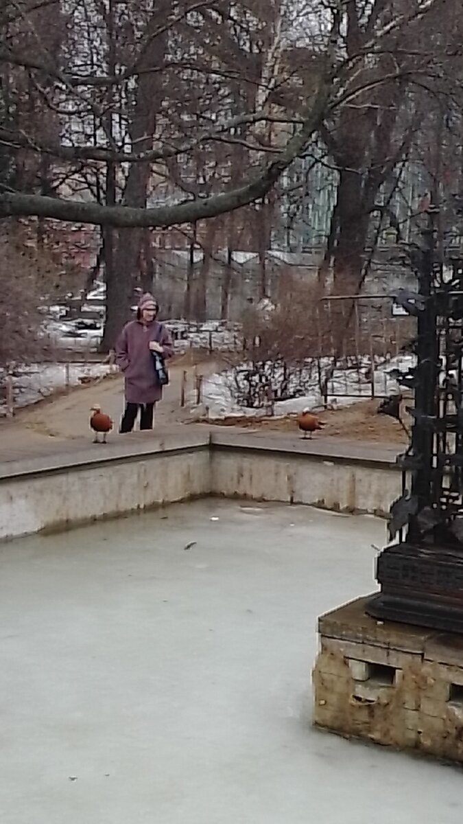 Дочь стоит с ними рядом, но огари позируют мне)))