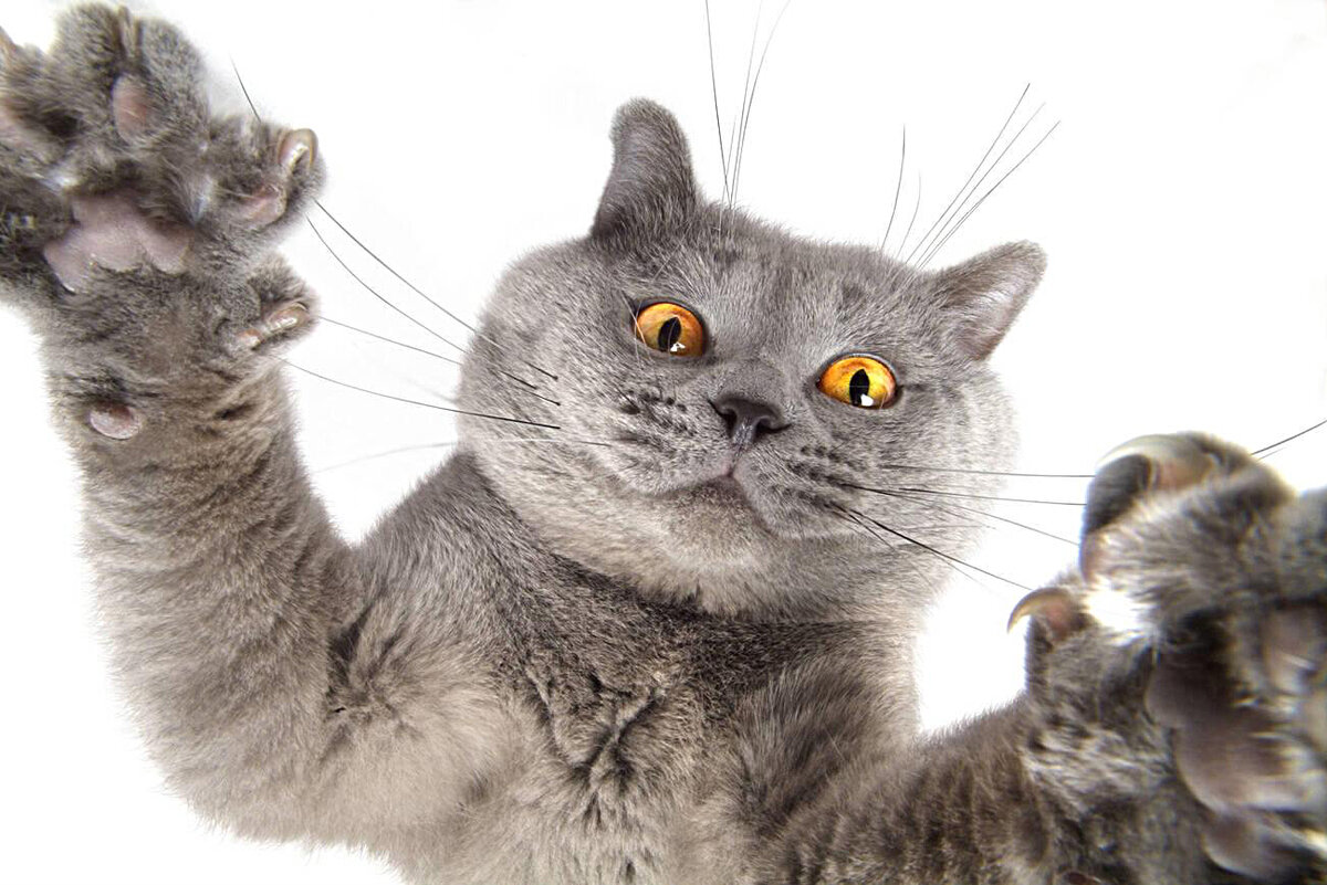 Семейное положение нет даже кота. Вот опять новый день. Кот даже 2. Кот даже 2. Картезианская кошка шартрез.