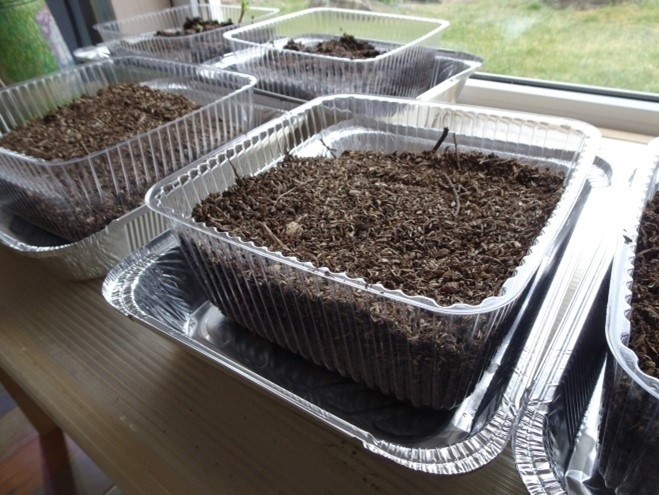 Глубокие поддоны для полива рассады снизу