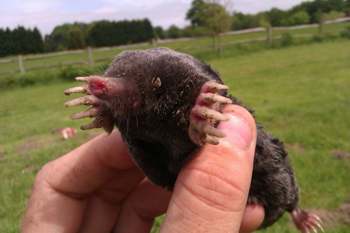 Вот он! Маньяк землеройный!