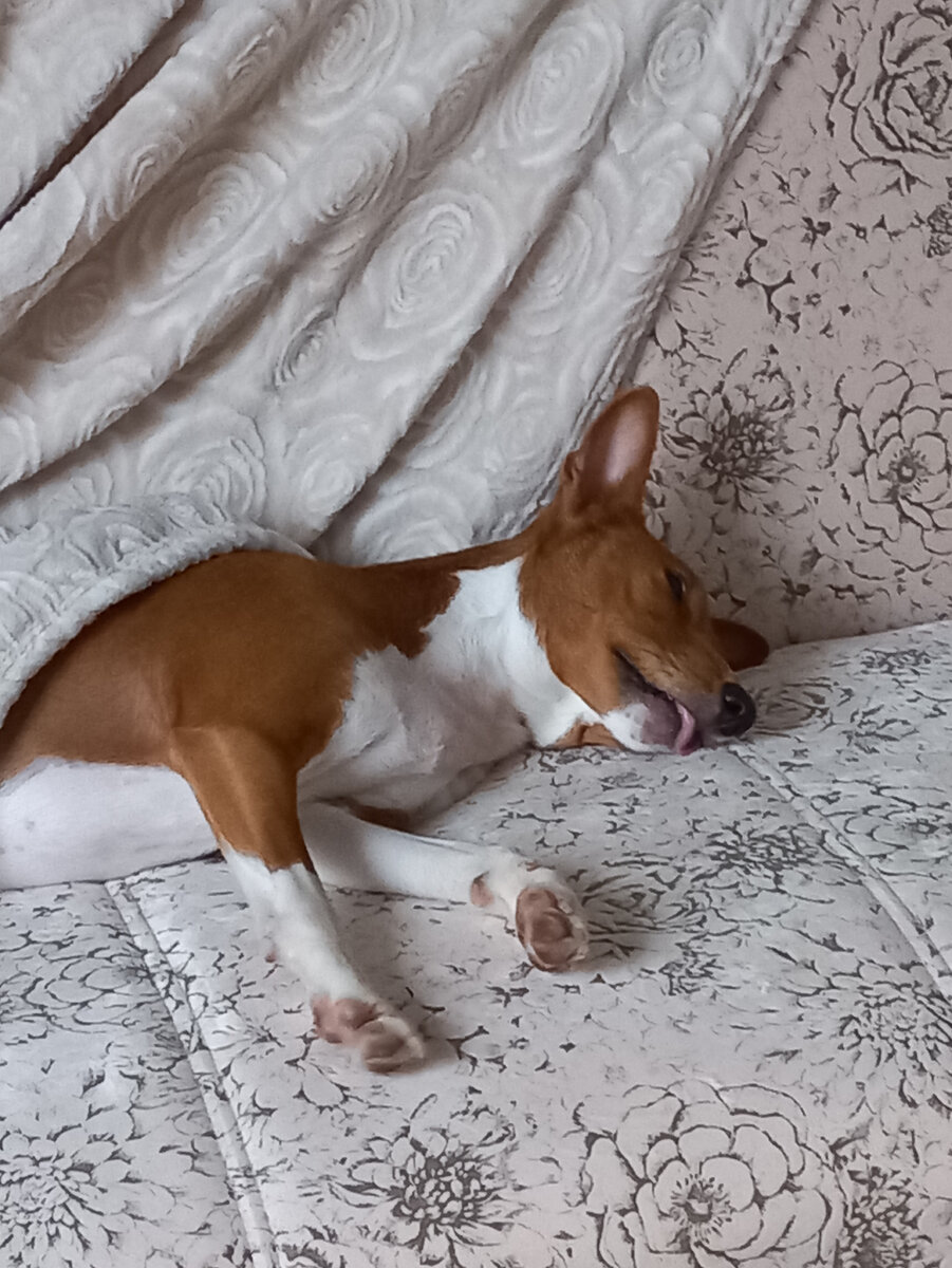 Эльза спит, она устала😃