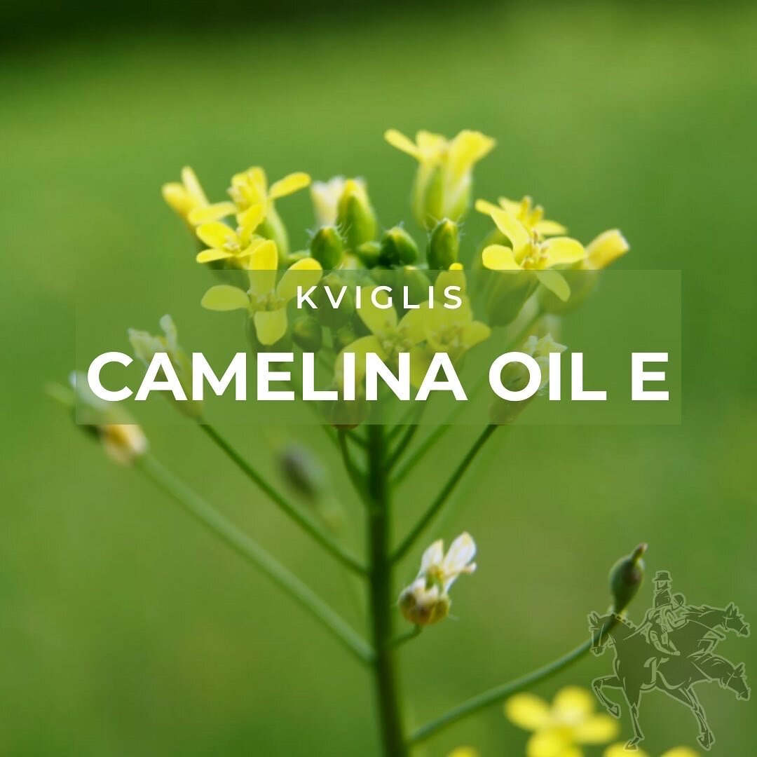 Camelina sativa