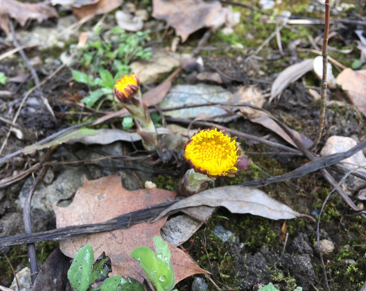 Цветы цветут….27.03.2023….