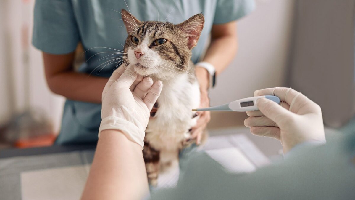 Кошка часто болеет. Температура кошек. Как измерить температуру коту. Животные которые часто болеют.