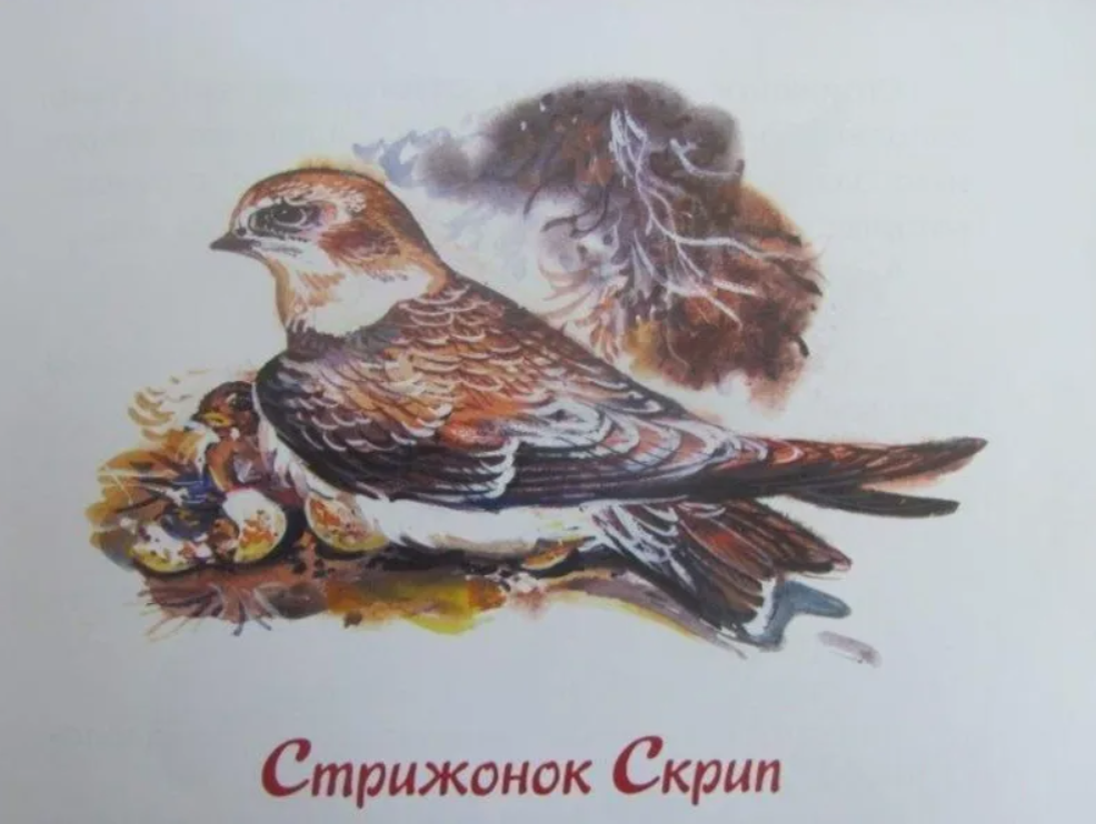 Читательский дневник стрижонок скрип 4 класса. Остафтевстрижонок скрип.