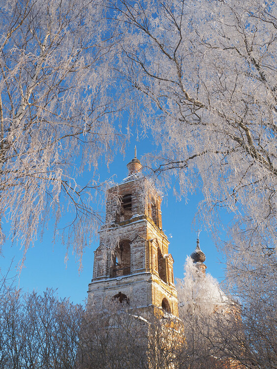 Колокольня и березы.