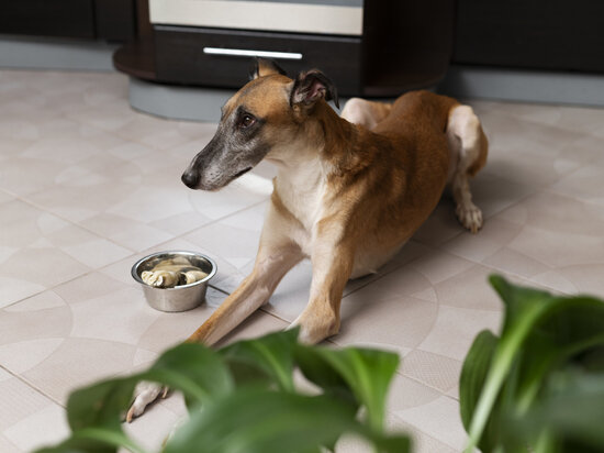     Корм должен состоять из натуральных продуктов, витаминов и минералов. Фото: freepik.com