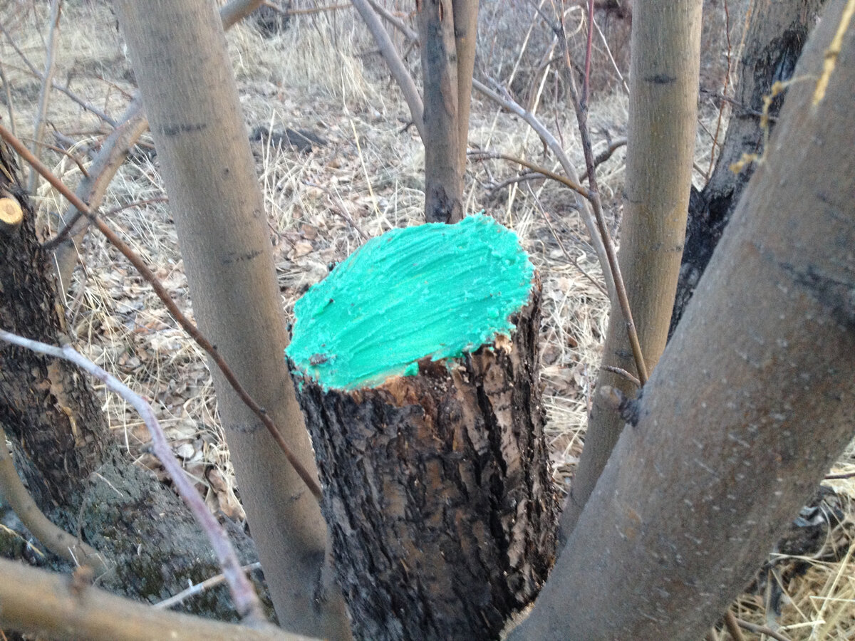 Толстые стволы замазаны яблочным варом
