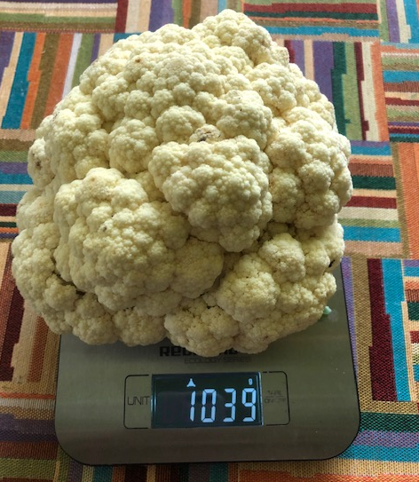 Вот такая замечательная была у меня цветная капуста в прошлом году.