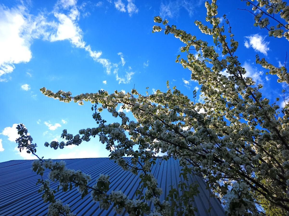 Наша груша всегда обильно цветет, а потом громко стучит упавшими плодами по крыше