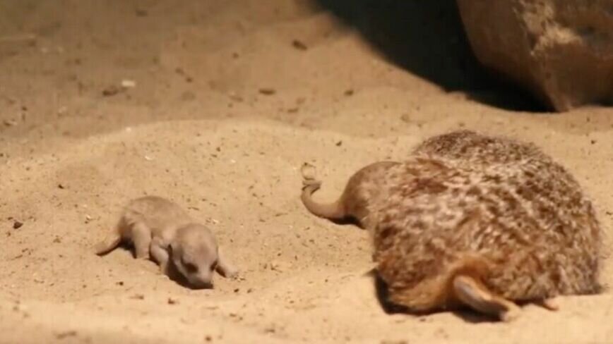     В казанском зоопарке «Река Замбези» родились пять сурикатов. Они появились на свет 22 марта.