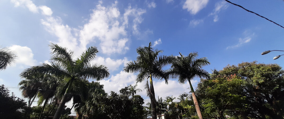 Пальмы Кампинаса.