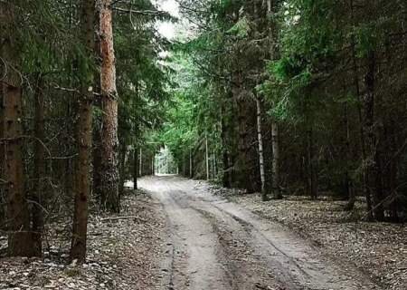    В Сети сообщили о прорыве ДРГ в Брянской области. Власти опровергли
