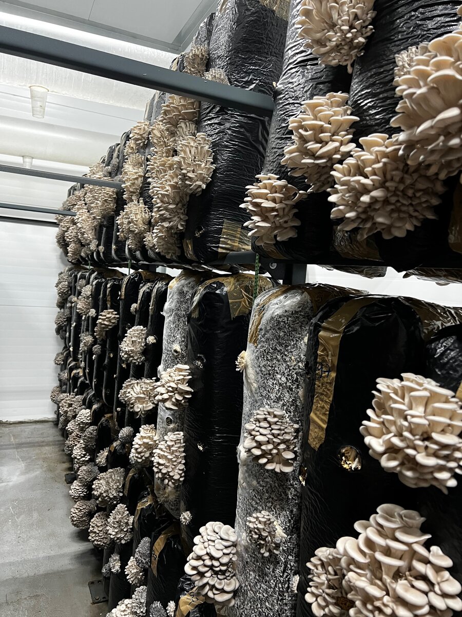 Субстратные блоки с камере выращивания