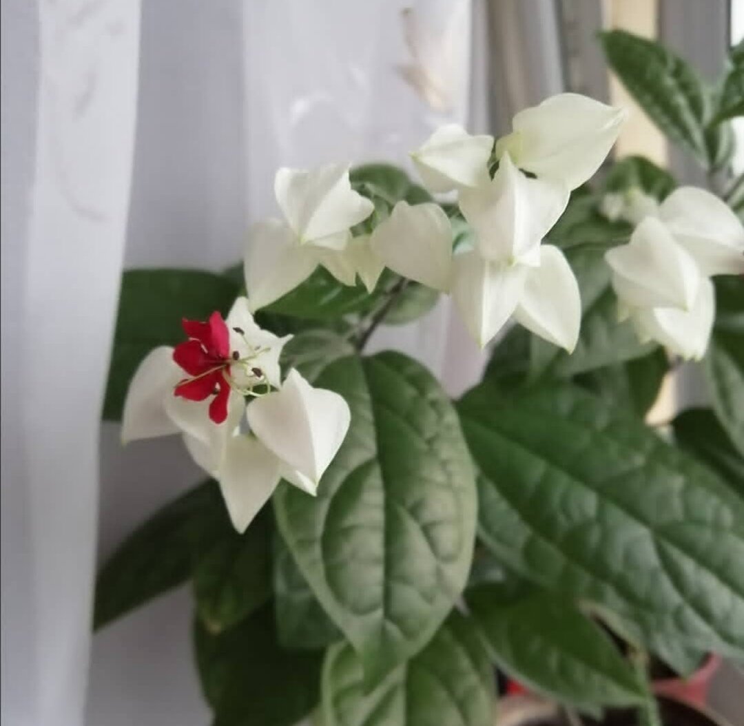 фото из личного архива /Клеродендрум госпожи Томсон