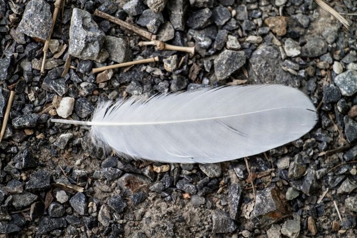 Фото: Pixabay