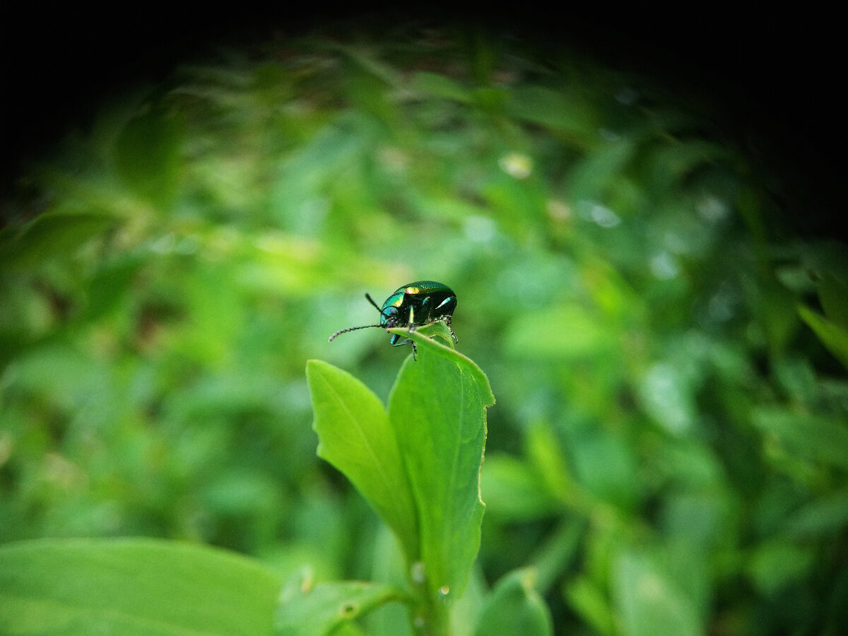 Lg G3+макро объектив из старого пленочного фотоаппарата.