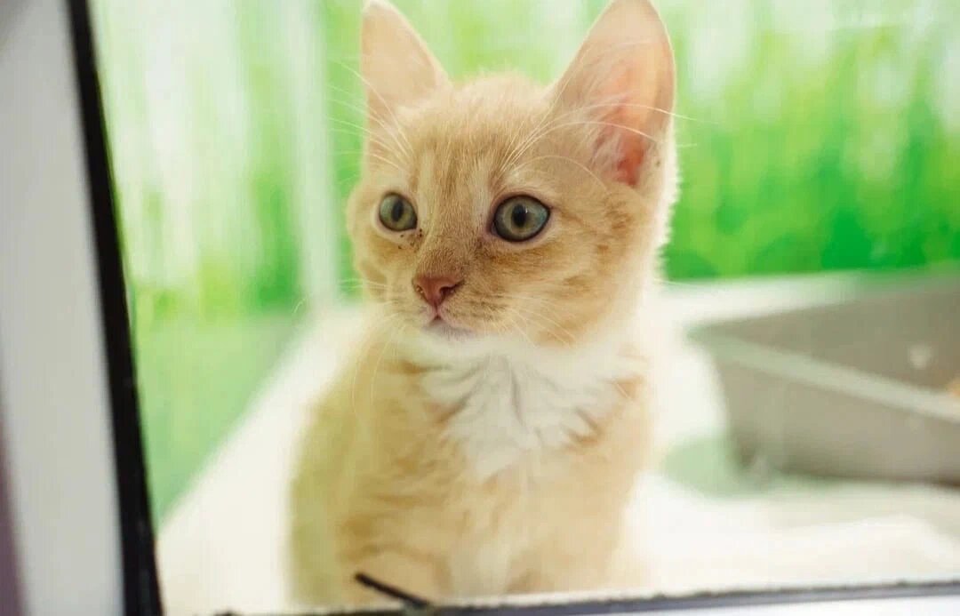 Малыш Снупи в стационаре приюта