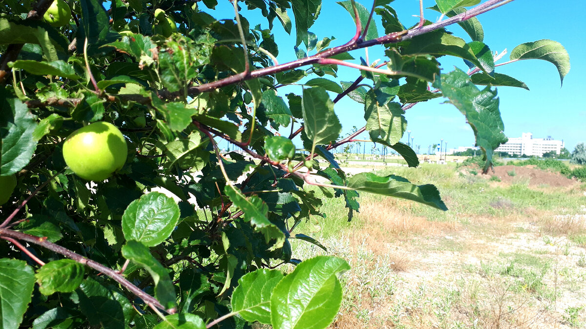 Прямо на набережной растёт яблоня! 