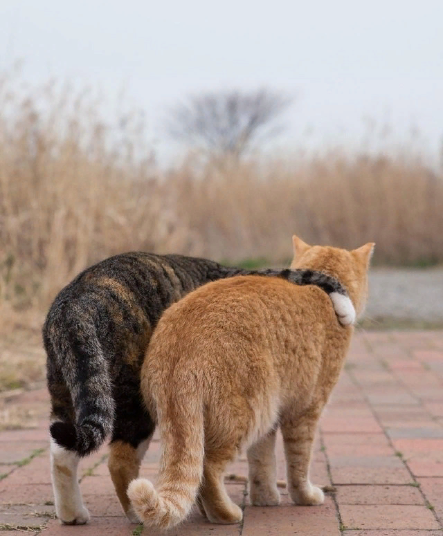 Уверена, вам это понравится! Это подборка фотографий, сделанных японским фотографом Масаюки Оки. Видимо, этот Масаюки любит кошек не меньше, чем мы с вами!-18