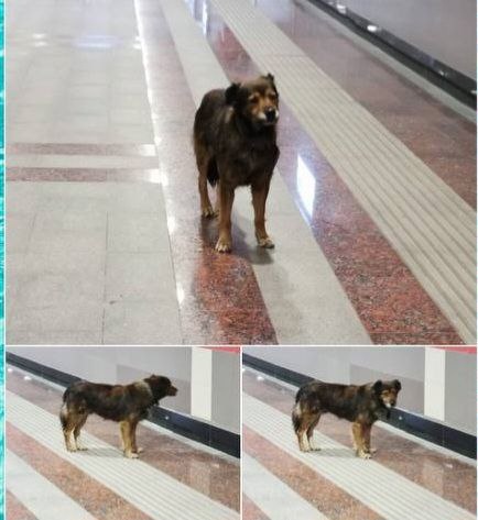 Однажды в сети мелькнула до боли щемящая фотография: на пустой платформе в метро стоял растерянный старый пёс