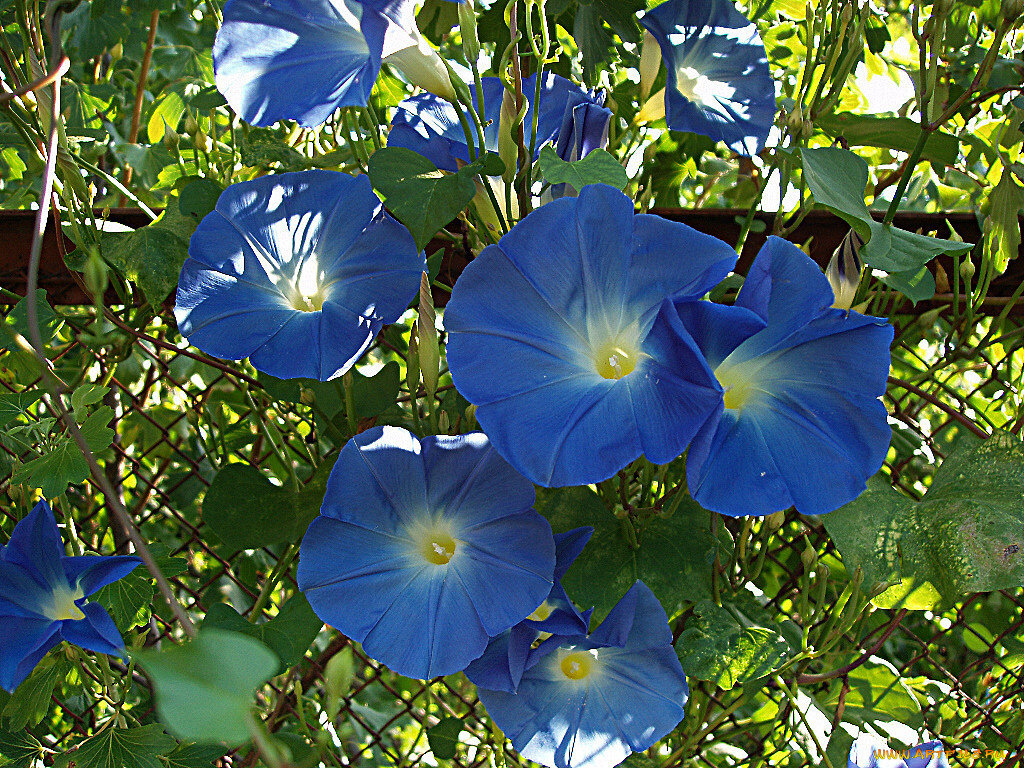 погода вьюны