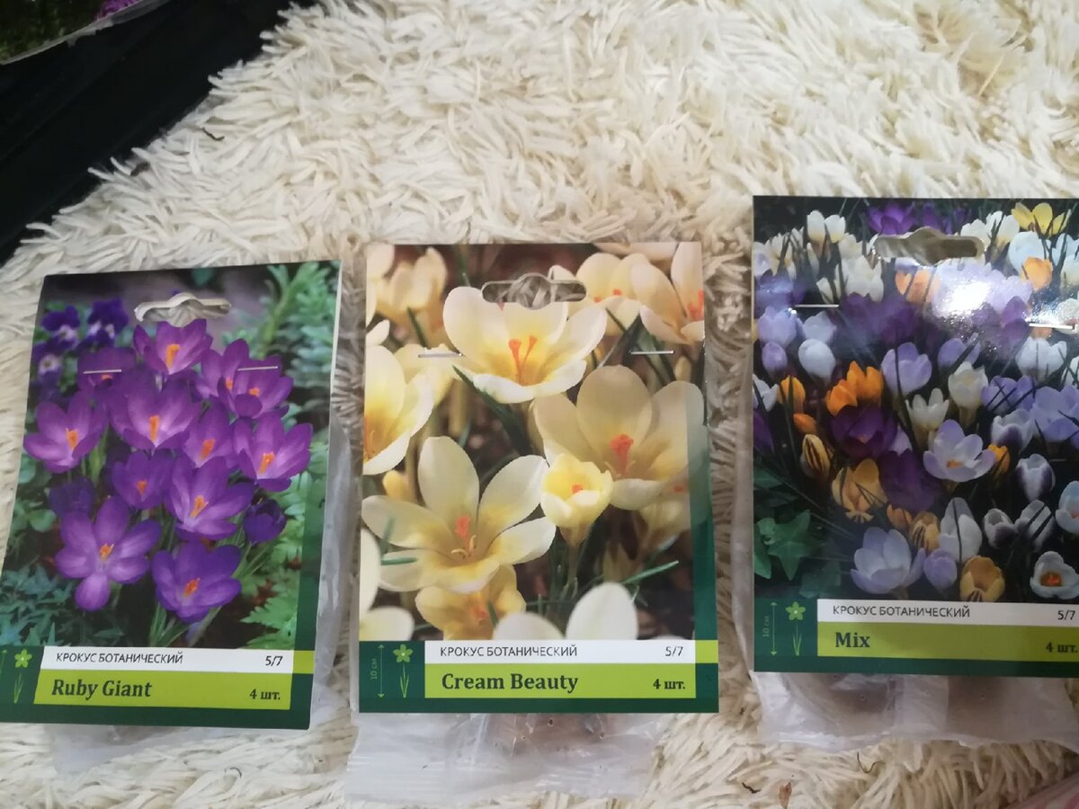 Из трех упаковок крокусов расцвел только один сорт