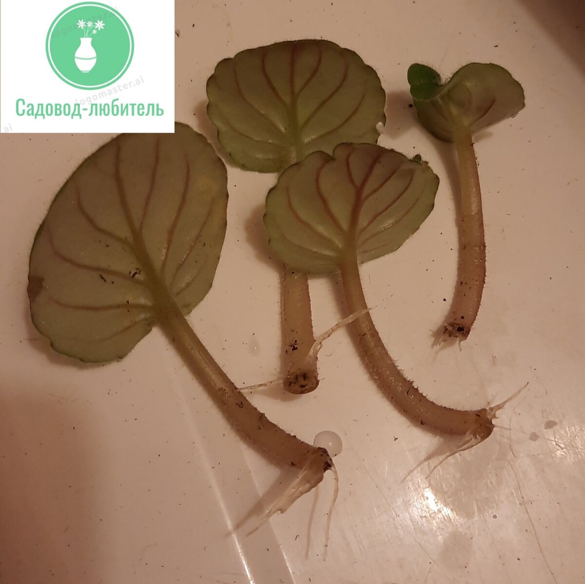 Укорененные листочки фиалки.