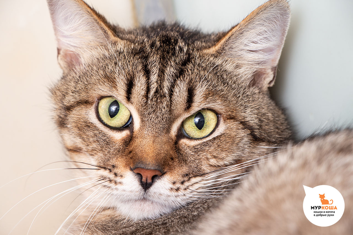 Не понравился. Кота вернули в приют через 5 дней | Центр помощи кошкам ...