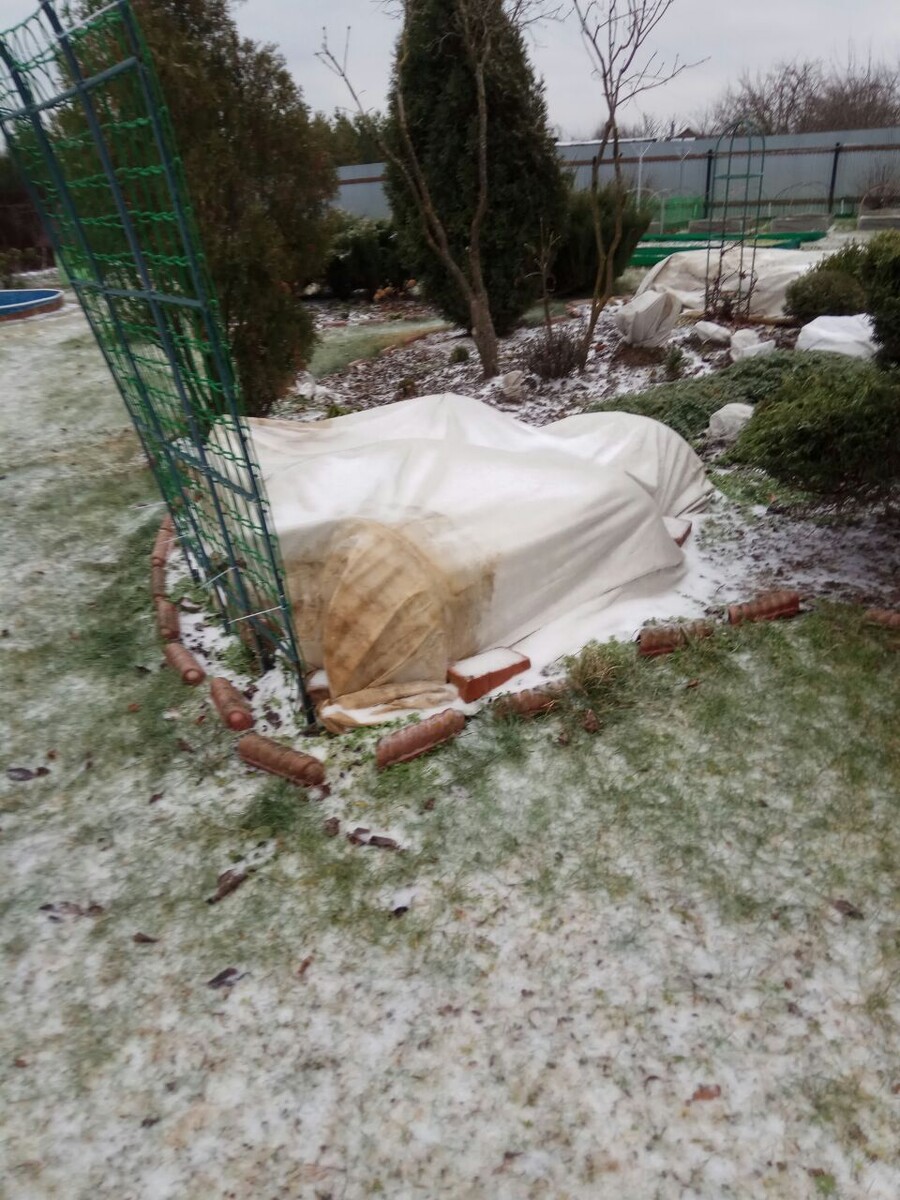 Розы под укрытием.