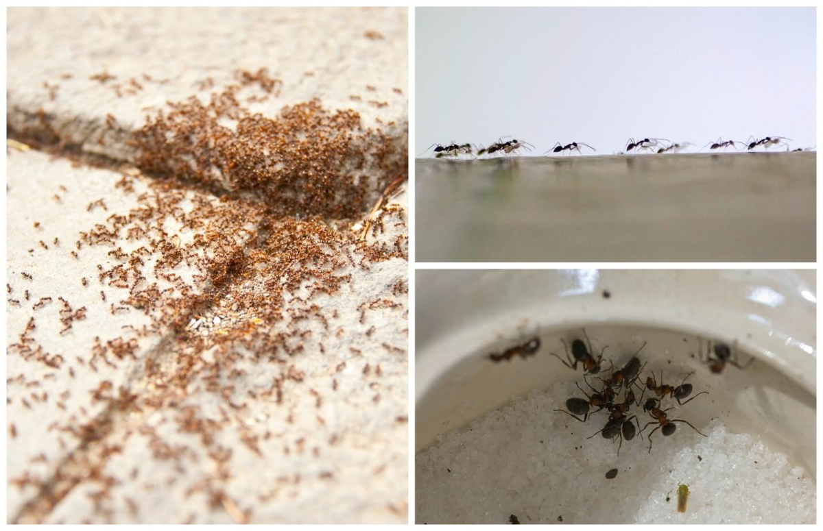 Фараоновые муравьи Муравейник. Маленькие муравьи в квартире. Муравьи домашние мелкие. Рыжие муравьи. Можно ли есть муравьев
