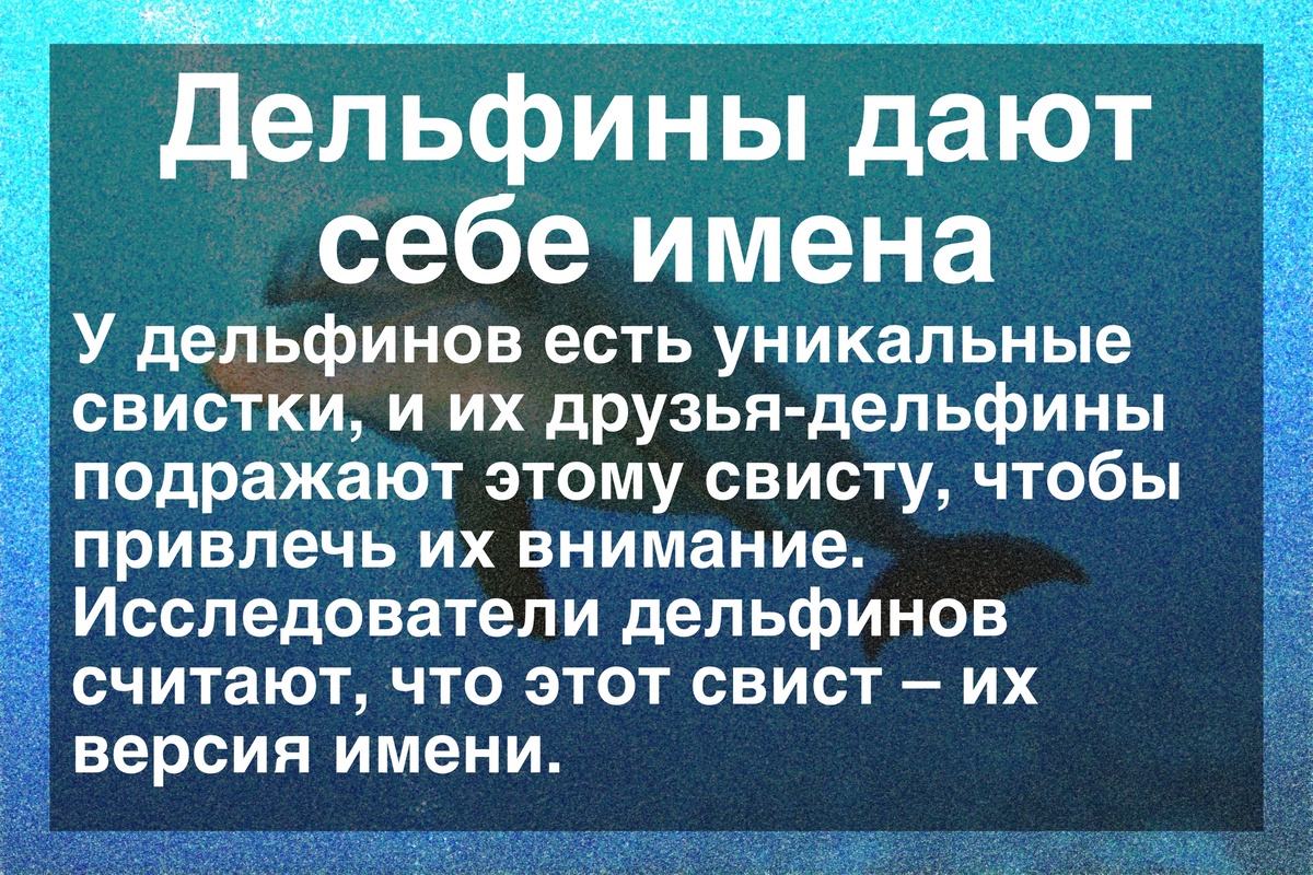 Дельфин
