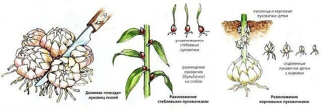 АГРОТЕХНИКА ЛИЛИЙ