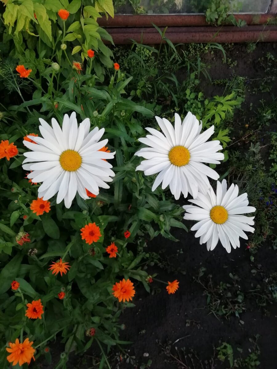  Фотография из сада... 2019 г.