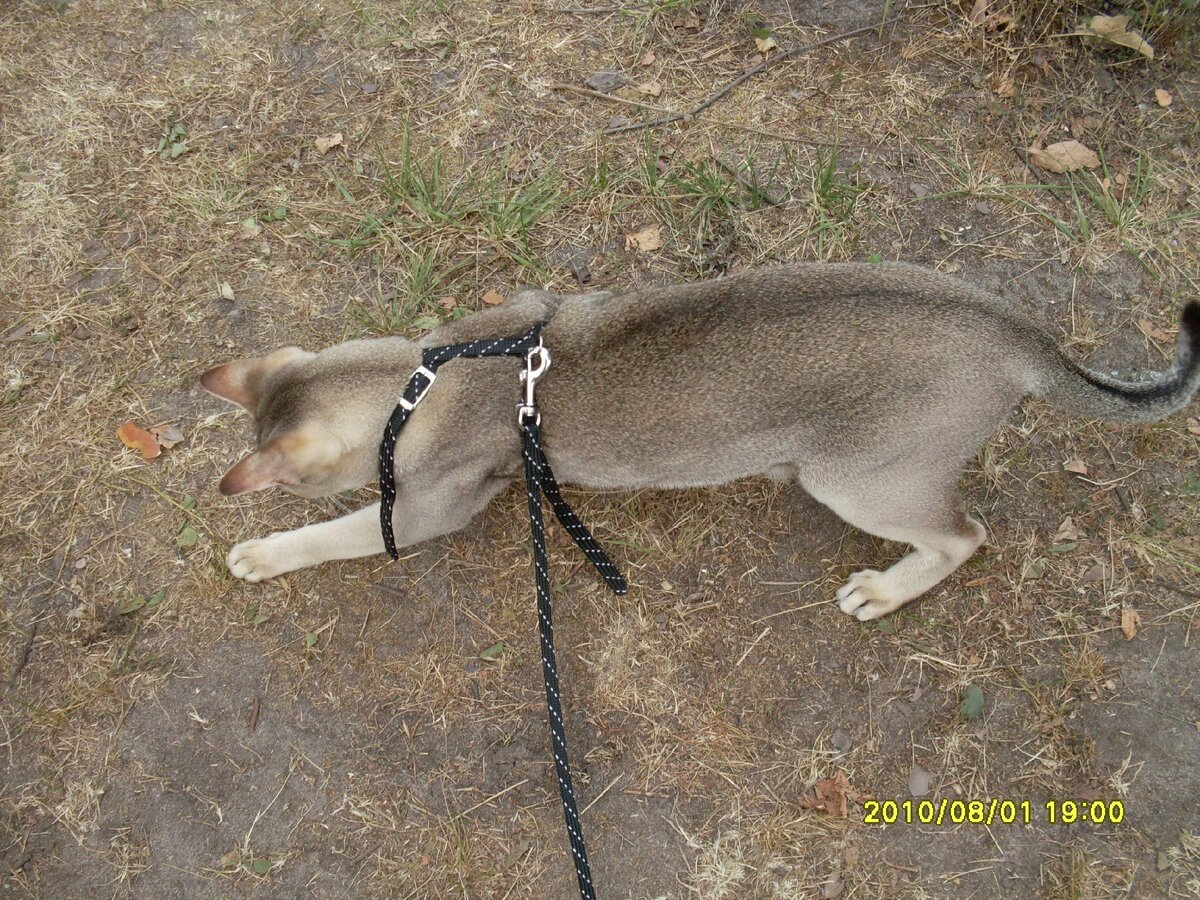 Охотится за муравьями. Уже в нормальной шлейке. 