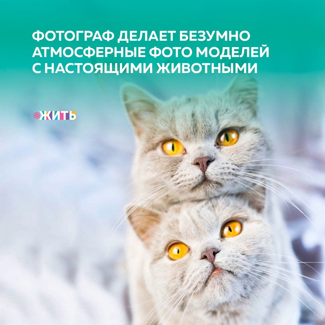 Рядом с близкими все расцветает и кажется прекрасной сказкой с теплым, счастливым сюжетом. Если рядом человек, которого Вы любите, то все проблемы становятся ни по чем😌 
Животным тоже не чужды привязанность, нежность и забота, порой, даже несмотря на принадлежность к разным видам. Доказательством тому может служить эта подборка фотографий🤲

А кто для Вас самый близкий и любимый человек?

#жить #проектжить #животные #любовь