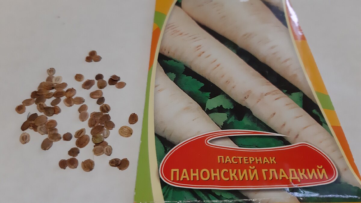 Семена пастернака. Фото автора.