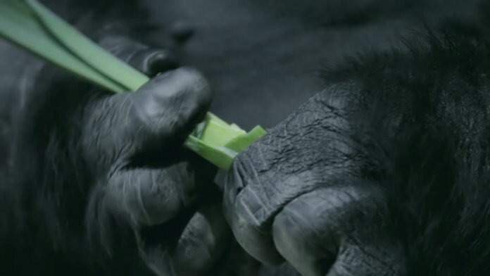 Обезьяна наш предок?