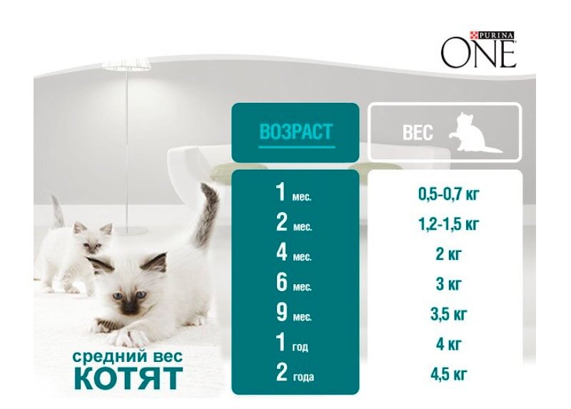 Норма веса кота в год. Нормальный весь для кота. Возраст кота по весу. Норма веса кошки. Вес и Возраст котенка.