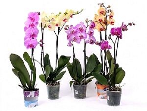 Орхидея фаленопсис