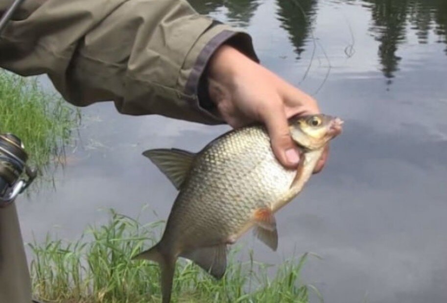 Фото с сайта klevayarybalka.ru