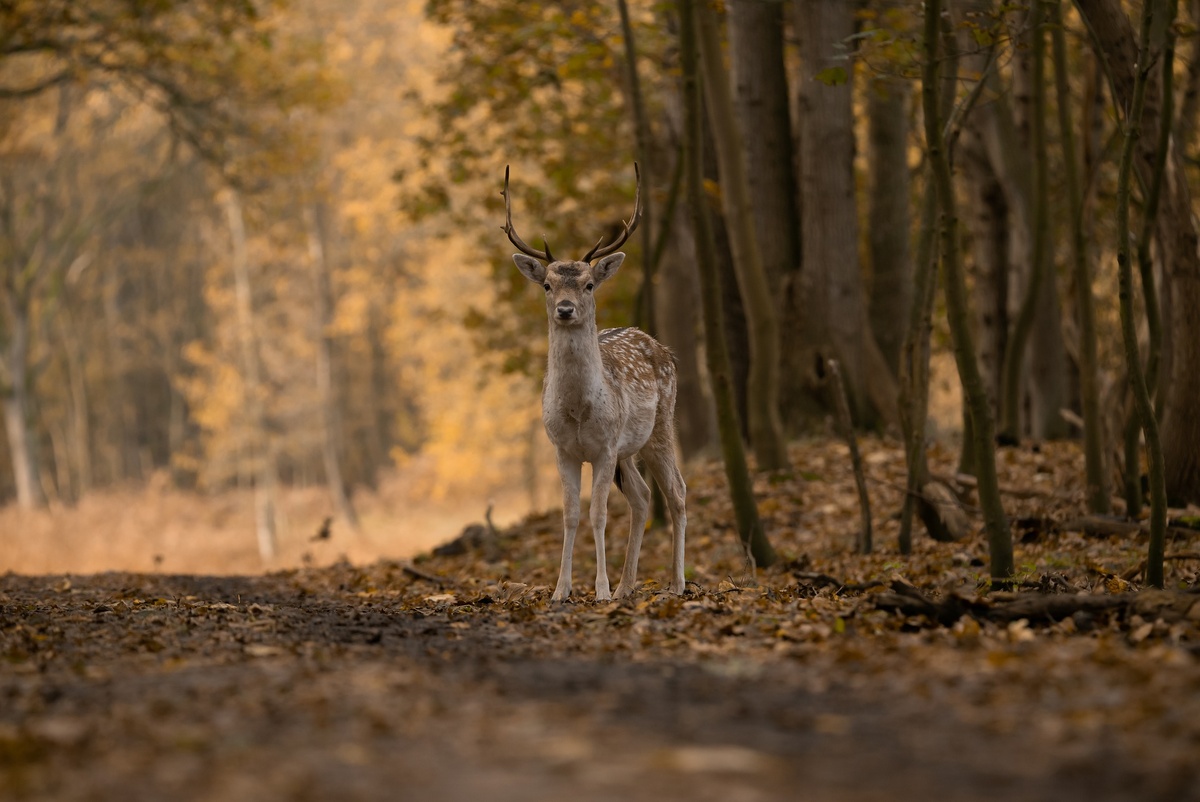 Изображение с сайта Pixabay 