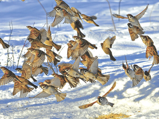 Птицы летающие зимой. Стая воробьёв. Стая птиц зимой. Стайка птиц. Много птиц.