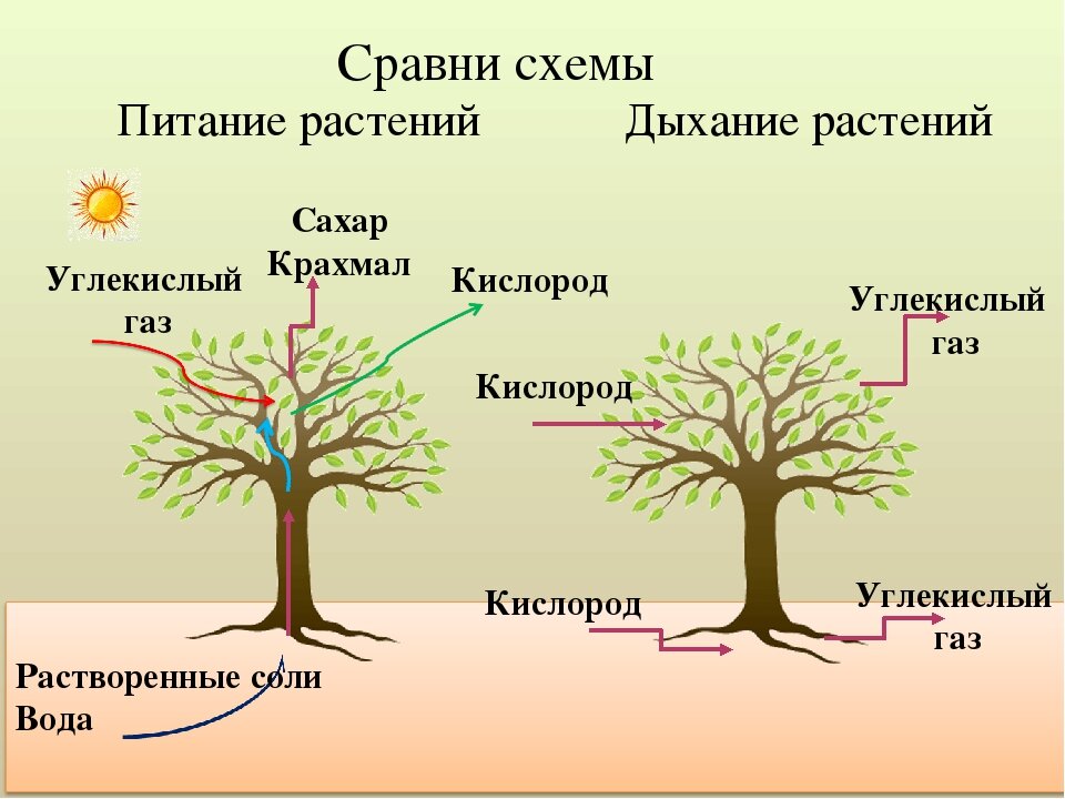 Вредные советы от бабушки