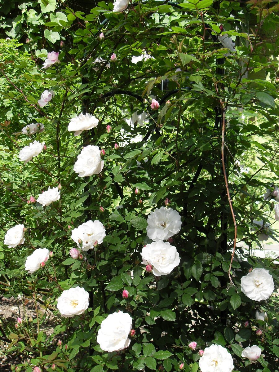 Venusta Pendula 
