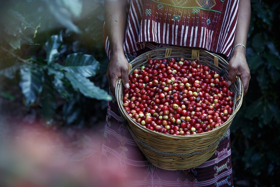 Как регион произрастания влияет на химический состав кофе? Проследим взаимосвязь.