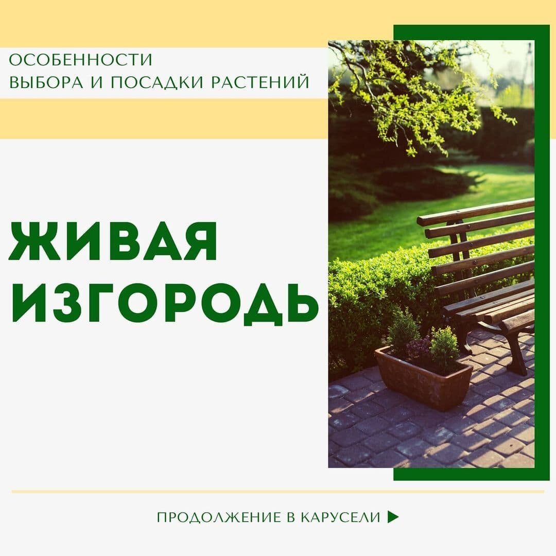 Живая изгородь: какие растения выбрать и как правильно посадить?