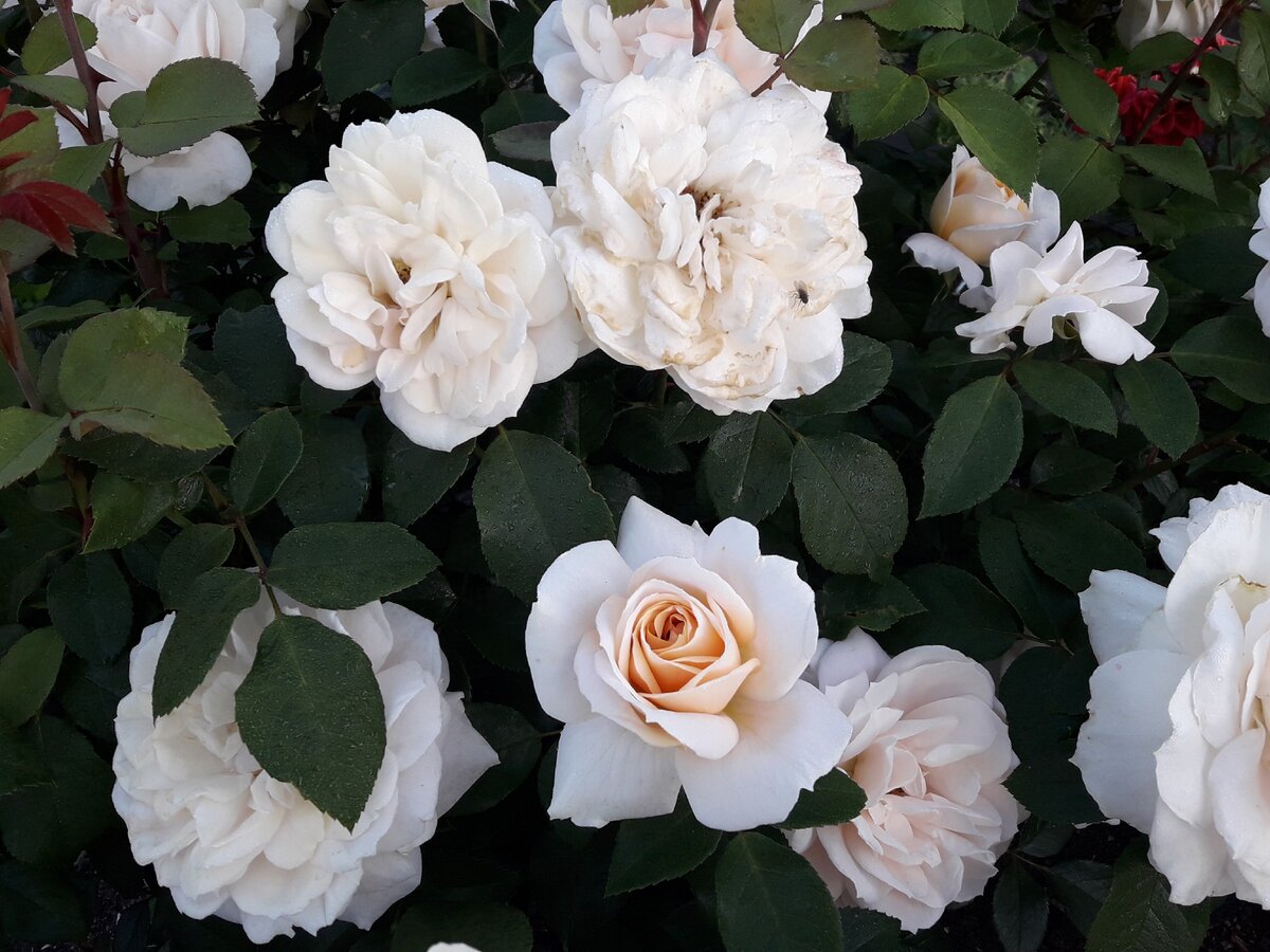 Роза Lions Rose - красивая и надежная флорибунда цвета шампанского |  Розовый сибирский сад | Дзен