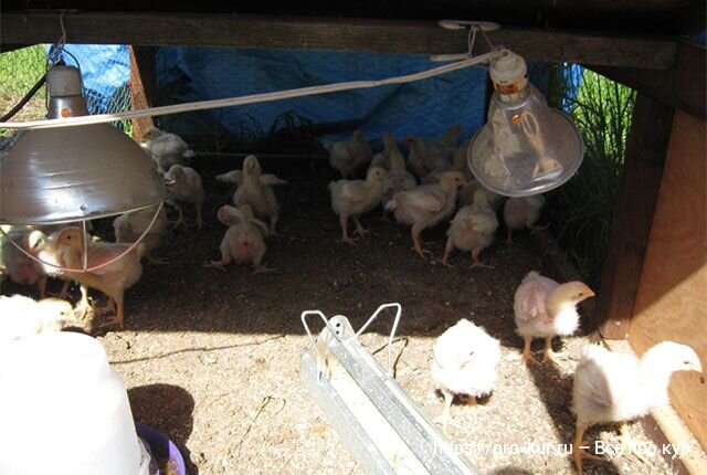 Комбикорм для цыплят бройлеров: от преимуществ до приготовления