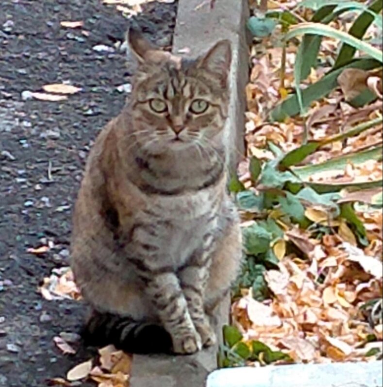 Китти изящно позирует :3